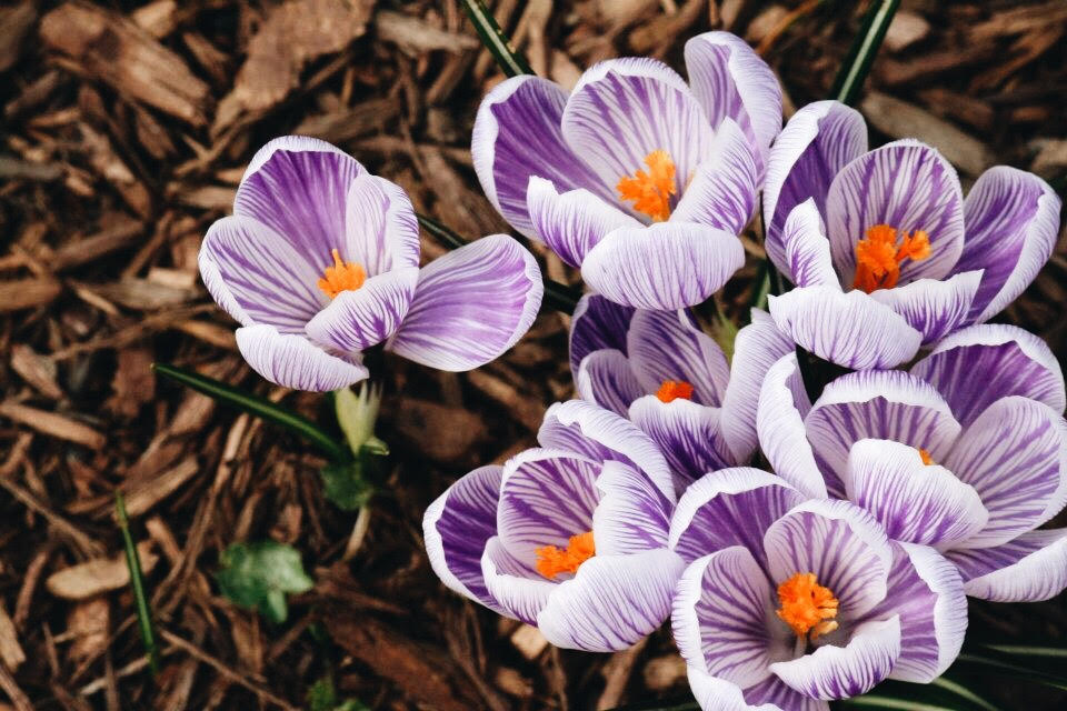 Seed, Scattered, Sown